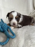 Rex, a male Miniature Australian Shepherd for sale in Sparta, WI – Photo 1 of 2