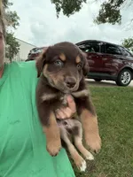 Toby, a male Australian Shepherd for sale in Sparta, WI – 2 of 2