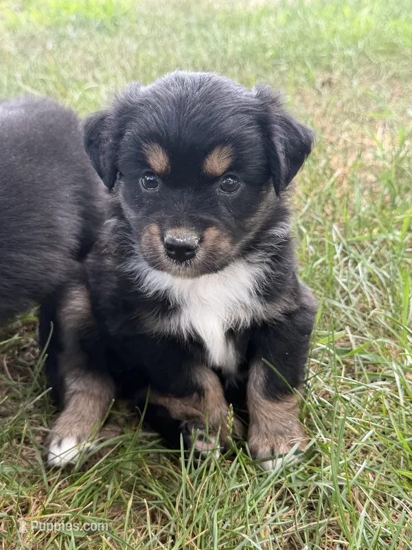 Cara – Miniature Australian Shepherd puppy for sale in Sparta, WI