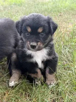 Cara, a female Miniature Australian Shepherd for sale in Sparta, WI – 1 of 2
