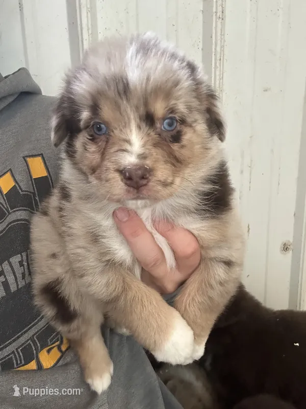 Norm – Australian Shepherd puppy for sale in Sparta, WI