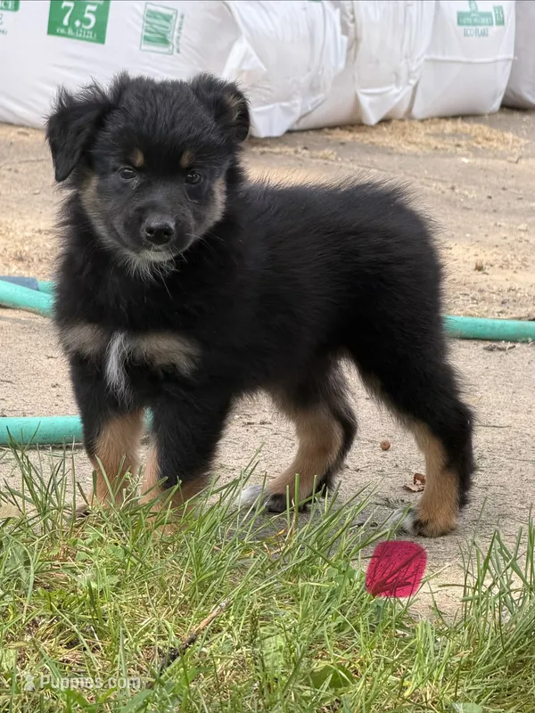 Sara – Australian Shepherd puppy for sale in Sparta, WI