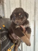 Rita, a female Australian Shepherd for sale in Sparta, WI – 1 of 1