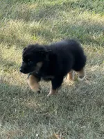 Sara, a female Australian Shepherd for sale in Sparta, WI – 2 of 2