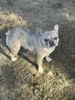 Dottie, a female French Bulldog for sale in Sparta, WI – Photo 1 of 2