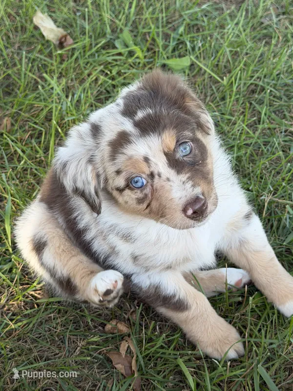 Lilly – Miniature Australian Shepherd puppy on hold in Sparta, WI