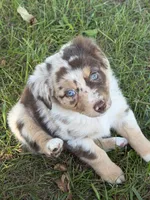 Lilly, a female Miniature Australian Shepherd for sale in Sparta, WI – 1 of 3