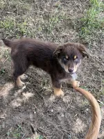 Clayton, a male Australian Shepherd for sale in Sparta, WI – 2 of 3