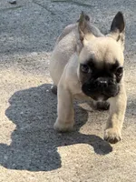 Toby, a male French Bulldog for sale in Sparta, WI – 3 of 3