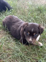 Vidalia, a female Miniature Australian Shepherd for sale in Sparta, WI – 2 of 2