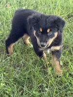 Keith, a male Australian Shepherd for sale in Sparta, WI – 1 of 2