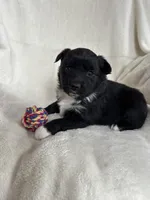 Dixie, a female Miniature Australian Shepherd for sale in Sparta, WI – Photo 1 of 2