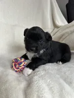 Dixie, a female Miniature Australian Shepherd for sale in Sparta, WI – Photo 2 of 2