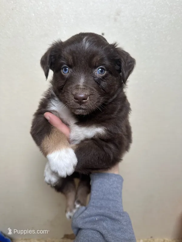 Brax – Australian Shepherd puppy for sale in Sparta, WI