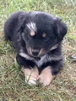 Lynn, a female Miniature Australian Shepherd for sale in Sparta, WI – 3 of 3