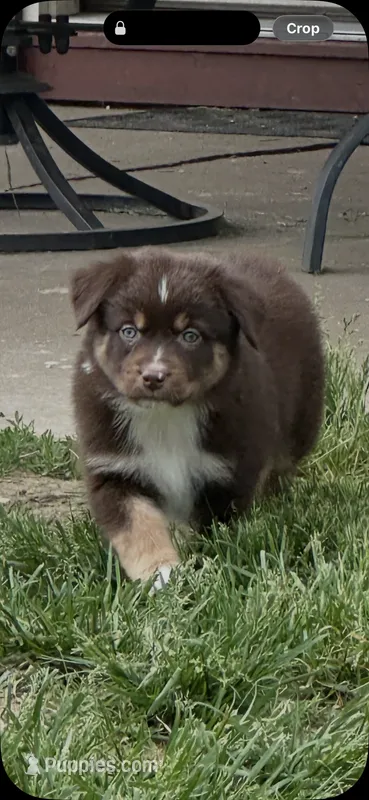 Doug – Australian Shepherd puppy for sale in Sparta, WI