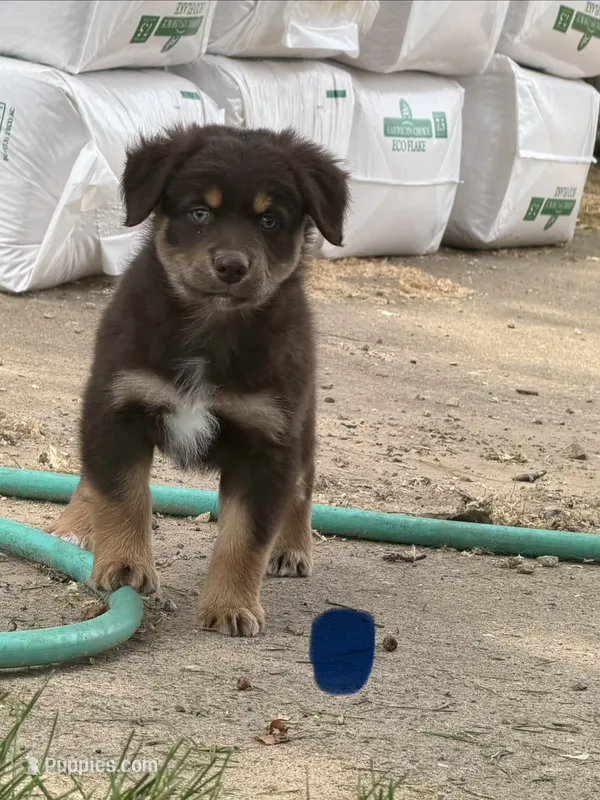 Toby – Australian Shepherd puppy for sale in Sparta, WI