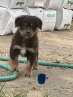 Toby, a male Australian Shepherd for sale in Sparta, WI – 1 of 2