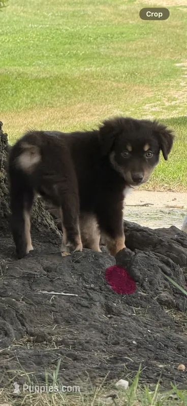 Deana – Australian Shepherd puppy for sale in Sparta, WI