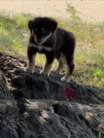 Deana, a female Australian Shepherd for sale in Sparta, WI – 2 of 3