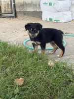 Keith, a male Australian Shepherd for sale in Sparta, WI – 2 of 2