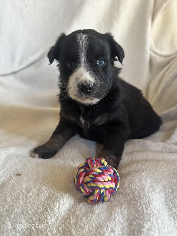 Lucy – Miniature Australian Shepherd puppy for sale in Sparta, WI