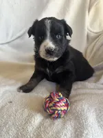Lucy, a female Miniature Australian Shepherd for sale in Sparta, WI – Photo 1 of 2