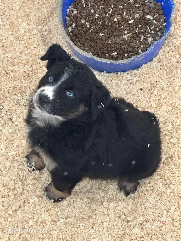 Lucy – Miniature Australian Shepherd puppy for sale in Sparta, WI