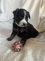 Lucy, a female Miniature Australian Shepherd for sale in Sparta, WI – Photo 2 of 2