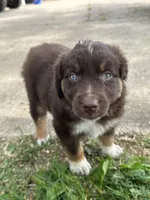 Darth , a female Australian Shepherd for sale in Sparta, WI – 2 of 3