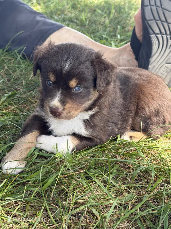 Vidalia – Miniature Australian Shepherd puppy for sale in Sparta, WI