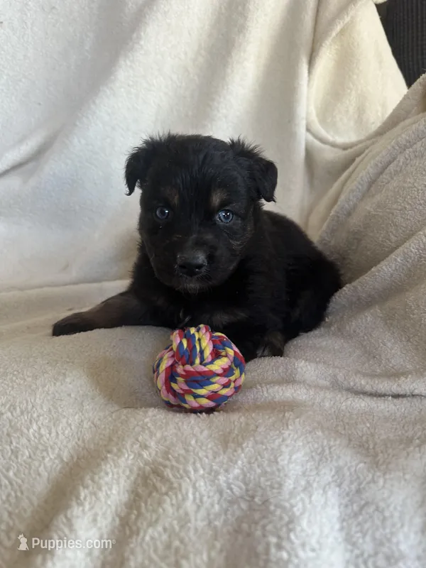 Nala – Miniature Australian Shepherd puppy for sale in Sparta, WI