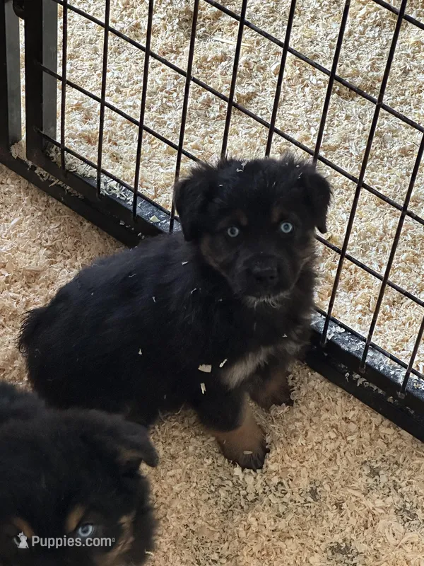 Nala – Miniature Australian Shepherd puppy for sale in Sparta, WI