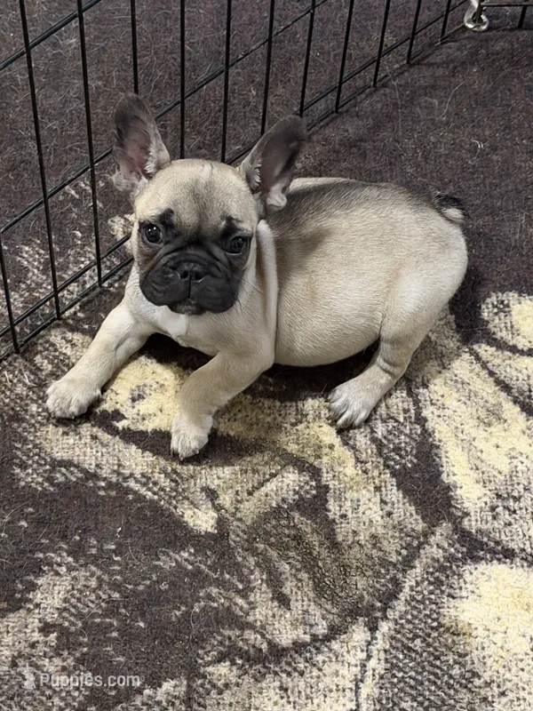 Toby – French Bulldog puppy for sale in Sparta, WI