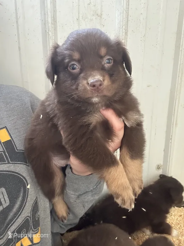 Clayton – Australian Shepherd puppy for sale in Sparta, WI