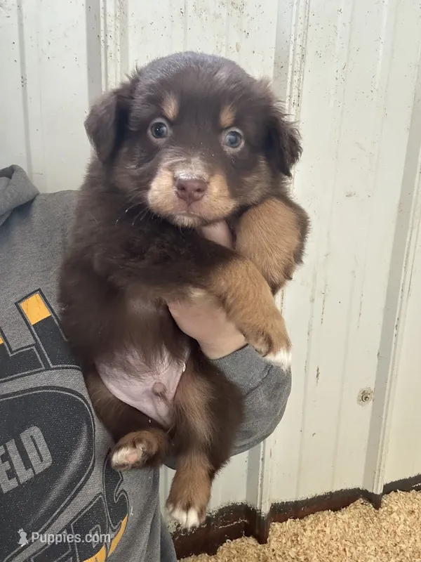 Dave – Australian Shepherd puppy for sale in Sparta, WI