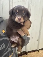 Dave, a male Australian Shepherd for sale in Sparta, WI – 1 of 1
