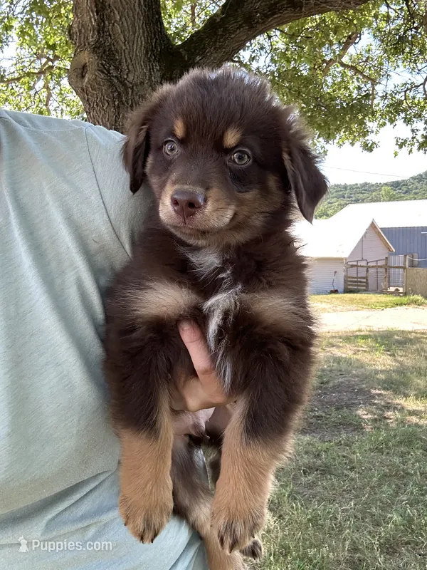 Dave – Australian Shepherd puppy for sale in Sparta, WI