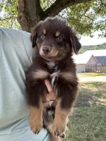 Dave, a male Australian Shepherd for sale in Sparta, WI – 1 of 3