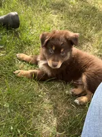 Brax, a male Australian Shepherd for sale in Sparta, WI – 3 of 3