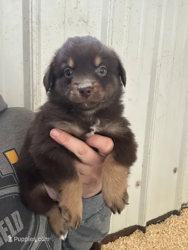Cletus  – Australian Shepherd puppy for sale in Sparta, WI