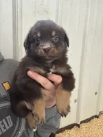 Cletus , a male Australian Shepherd for sale in Sparta, WI – 1 of 1