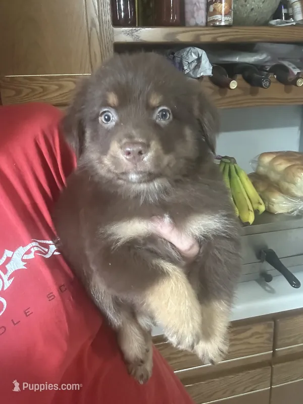 Cletus  – Australian Shepherd puppy for sale in Sparta, WI