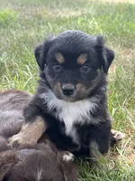 Cara, a female Miniature Australian Shepherd for sale in Sparta, WI – 2 of 2