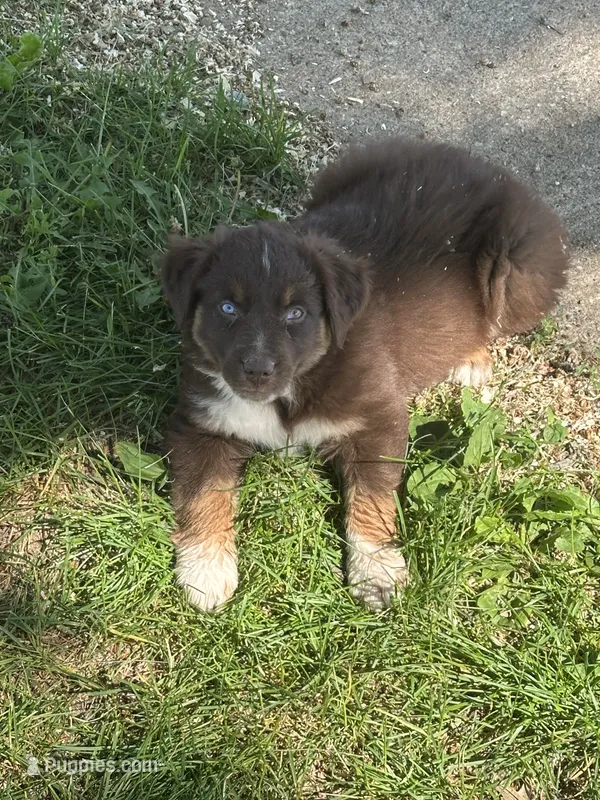 Darth  – Australian Shepherd puppy for sale in Sparta, WI