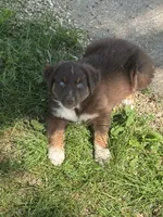 Darth , a female Australian Shepherd for sale in Sparta, WI – 1 of 3