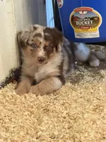 Lilly, a female Miniature Australian Shepherd for sale in Sparta, WI – 3 of 3