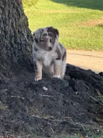 Lilly, a female Miniature Australian Shepherd for sale in Sparta, WI – 2 of 3