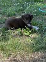 Darth , a female Australian Shepherd for sale in Sparta, WI – 3 of 3