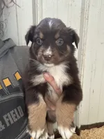Doug, a male Australian Shepherd for sale in Sparta, WI – 1 of 1